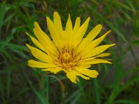 Tragopogon pratensis ssp orientalis 42, Oosterse morgenster, Saxifraga-Ed Stikvoort