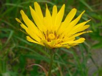 Tragopogon pratensis ssp orientalis 45, Oosterse morgenster, Saxifraga-Ed Stikvoort