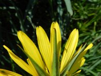 Tragopogon pratensis ssp orientalis 46, Oosterse morgenster, Saxifraga-Rutger Barendse