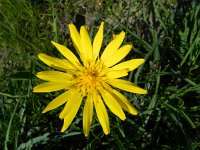 Tragopogon pratensis ssp orientalis 47, Oosterse morgenster, Saxifraga-Rutger Barendse