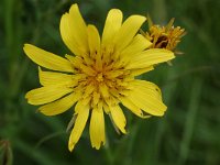 Tragopogon pratensis ssp orientalis 6, Oosterse morgenster, Saxifraga-Willem van Kruijsbergen