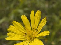 Tragopogon pratensis ssp pratensis 11, Gele morgenster, Saxifraga-Jan van der Straaten