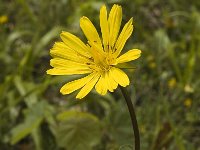 Tragopogon pratensis ssp pratensis 12, Gele morgenster, Saxifraga-Jan van der Straaten