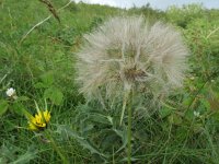 Tragopogon pratensis ssp pratensis 13, Gele morgenster, Saxifraga-Rutger Barendse