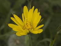 Tragopogon pratensis ssp pratensis 14, Gele morgenster, Saxifraga-Jan van der Straaten