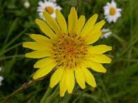 Tragopogon pratensis ssp pratensis 15, Gele morgenster, Saxifraga-Peter Meininger