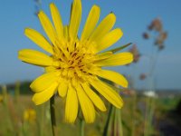 Tragopogon pratensis ssp pratensis 49, Gele morgenster, Saxifraga-Ed Stikvoort