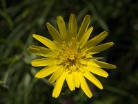 Tragopogon pratensis 2, Gele morgenster, Saxifraga-Jan van der Straaten