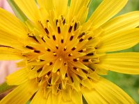 Tragopogon pratensis 32, Gele morgenster, Saxifraga-Peter Meininger