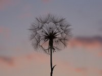 Morgenster bij zonsondergang  Seed plume of Goats Beard or Meadow Salsify (Tragopogon pratensis) at sunset, Zealand, Holland : color, colour, Dutch, Europe European, flower, flora, floral, Goats Beard, Meadow Salsify, nature natural, plant, Haamstede, Holland, horizontal, Netherlands, red sky, seed plume, skyscape, summer, sunset, Tragopogon pratensis