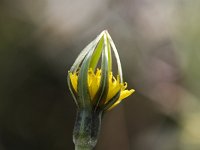 Opening bud of Goat's-beard (Tragopogon pratensis minor), Zeeland, Netherlands  Opening bud of Goat's-beard (Tragopogon pratensis minor), Zeeland, Netherlands : closeup, Dutch, flower, Haamstede, Holland, Jack-go-to-bed-at-noon, macro, Meadow Salsify, Netherlands, plant, Tragopogon pratensis minor, Goat's-beard, bud, close-up, flora, floral, green, natural, nature, opening, Tragopogon pratensis, yellow