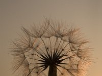 Morgenster bij zonsondergang  Seed plume of Goats Beard or Meadow Salsify (Tragopogon pratensis) at sunset, Zealand, Holland : color, colour, Dutch, Europe European, flower, flora, floral, Goats Beard, plant, Haamstede, Holland, Meadow Salsify, nature natural, Netherlands, red sky, seed plume, summer, sunset, Tragopogon pratensis, vertical