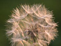 Seed plume of Goats Beard (Tragopogon pratensis)  Seed plume of Goats Beard (Tragopogon pratensis) : Dutch, flower, flora, floral, Goats Beard, plant, Holland, Meadow Salsify, Netherlands, summer, Tragopogon pratensis, Europe, European, growth, natural, nature, plume, seed, summertime