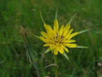 Tragopogon pratensis ssp minor 33, Kleine morgenster, Saxifraga-Ed Stikvoort