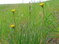 Tragopogon pratensis ssp minor 37, Kleine morgenster, Saxifraga-Ed Stikvoort