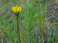 Tragopogon pratensis ssp minor 38, Kleine morgenster, Saxifraga-Ed Stikvoort