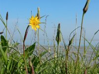 Tragopogon pratensis ssp minor 59, Kleine morgenster, Saxifraga-Ed Stikvoort