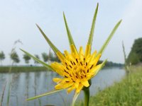 Tragopogon pratensis ssp minor 60, Kleine morgenster, Saxifraga-Ed Stikvoort