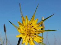 Tragopogon pratensis ssp minor 61, Kleine morgenster, Saxifraga-Ed Stikvoort