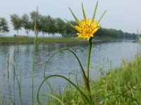 Tragopogon pratensis ssp minor 62, Kleine morgenster, Saxifraga-Ed Stikvoort