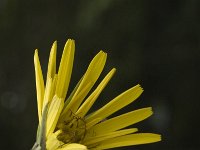 Tragopogon pratensis ssp orientalis 10, Oosterse morgenster, Saxifraga-Marijke Verhagen