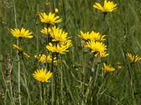 Tragopogon pratensis ssp orientalis 30, Oosterse morgenster, Saxifraga-Jan van der Straaten