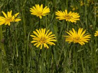 Tragopogon pratensis ssp orientalis 31, Oosterse morgenster, Saxifraga-Jan van der Straaten