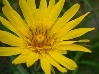 Tragopogon pratensis ssp orientalis 41, Oosterse morgenster, Saxifraga-Ed Stikvoort