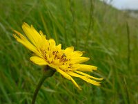 Tragopogon pratensis ssp orientalis 44, Oosterse morgenster, Saxifraga-Ed Stikvoort