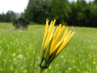 Tragopogon pratensis ssp orientalis 57, Oosterse morgenster, Saxifraga-Rutger Barendse