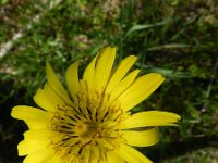 Tragopogon pratensis ssp orientalis 58, Oosterse morgenster, Saxifraga-Rutger Barendse