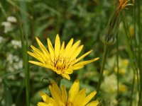 Tragopogon pratensis ssp orientalis 7, Oosterse morgenster, Saxifraga-Willem van Kruijsbergen