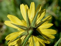 Tragopogon pratensis ssp orientalis 70, Oosterse morgenster, Saxifraga-Sonja Bouwman  Oosterse morgenster - Tragopogon pratensis ssp. orientalis - Asteraceae familie