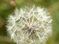 Tragopogon pratensis ssp orientalis 78, Oosterse morgenster, Saxifraga-Sonja Bouwman