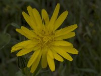 Tragopogon pratensis ssp orientalis 8, Oosterse morgenster, Saxifraga-Willem van Kruijsbergen