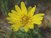 Tragopogon pratensis ssp orientalis 9, Oosterse morgenster, Saxifraga-Jan van der Straaten