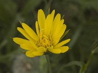 Tragopogon pratensis ssp pratensis 14, Gele morgenster, Saxifraga-Jan van der Straaten