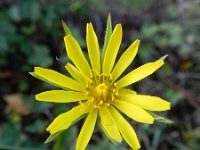 Tragopogon pratensis ssp pratensis 48, Gele morgenster, Saxifraga-Rutger Barendse