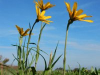 Tragopogon pratensis ssp pratensis 50, Gele morgenster, Saxifraga-Ed Stikvoort