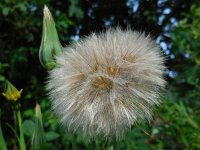 Tragopogon pratensis ssp pratensis 51, Gele morgenster, Saxifraga-Ed Stikvoort