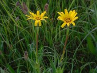 Tragopogon pratensis ssp pratensis 52, Gele morgenster, Saxifraga-Ed Stikvoort