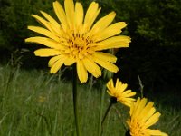 Tragopogon pratensis ssp pratensis 53, Gele morgenster, Saxifraga-Ed Stikvoort