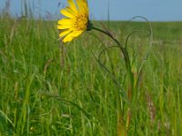 Tragopogon pratensis ssp pratensis 54, Gele morgenster, Saxifraga-Ed Stikvoort