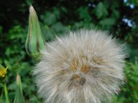 Tragopogon pratensis ssp pratensis 55, Gele morgenster, Saxifraga-Ed Stikvoort