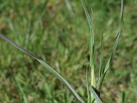 Tragopogon pratensis ssp pratensis 73, Gele morgenster, Saxifraga-Sonja Bouwman