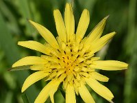 Tragopogon pratensis ssp pratensis 74, Gele morgenster, Saxifraga-Sonja Bouwman