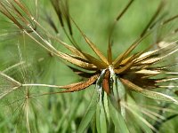 Tragopogon pratensis ssp pratensis 77, Gele morgenster, Saxifraga-Sonja Bouwman