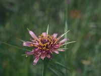 Tragopogon sinuatus 12, Saxifraga-Jan van der Straaten