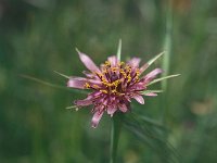 Tragopogon sinuatus 13, Saxifraga-Jan van der Straaten