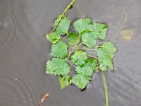 Trapa natans 9, Saxifraga-Hans Grotenhuis